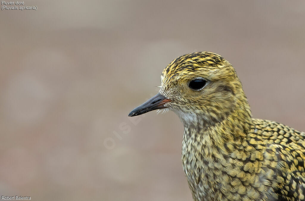 European Golden Plover