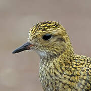 European Golden Plover