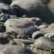 Tibetan Sand Plover