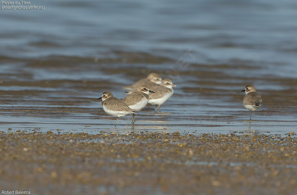 Tibetan Sand Plover