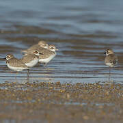 Tibetan Sand Plover