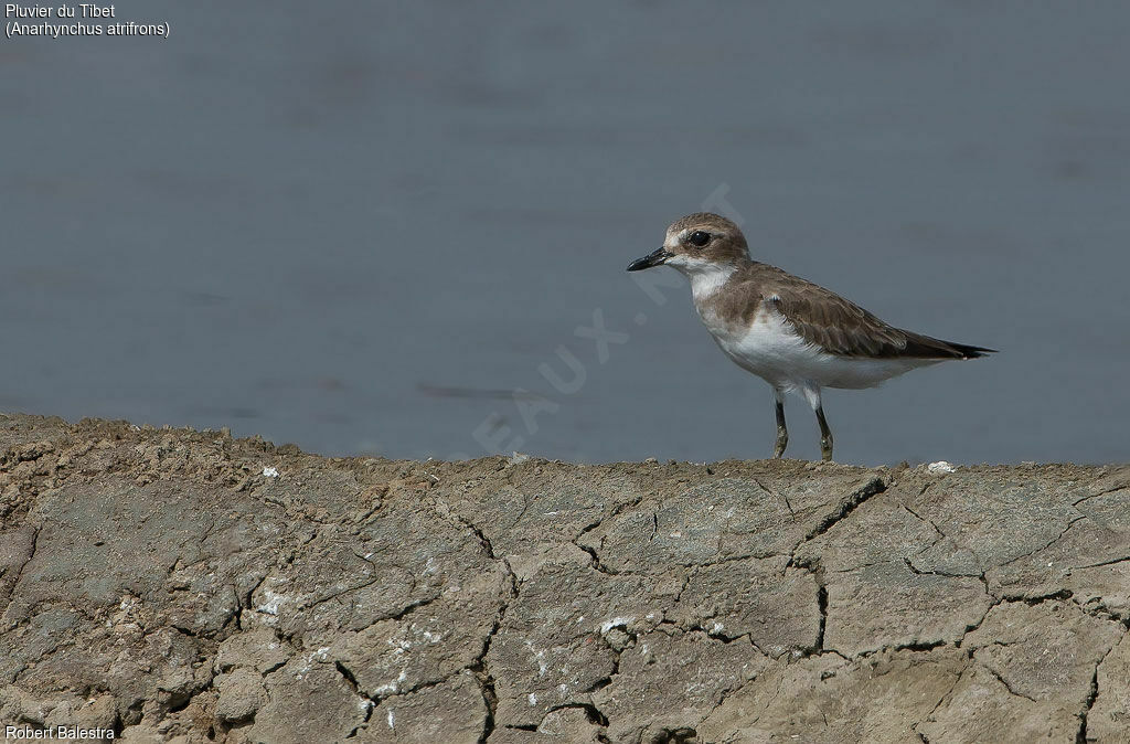 Tibetan Sand Plover