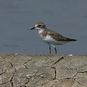 Tibetan Sand Plover