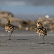 Pacific Golden Plover