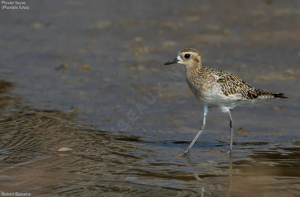 Pacific Golden Plover