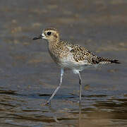 Pacific Golden Plover