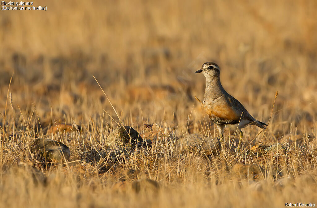 Eurasian Dotterel