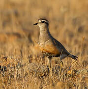 Eurasian Dotterel