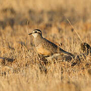 Eurasian Dotterel