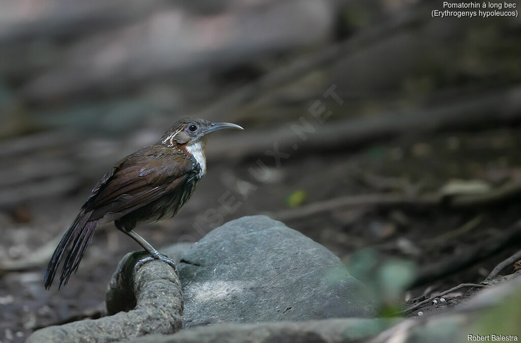 Large Scimitar Babbler