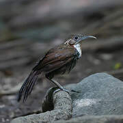 Large Scimitar Babbler