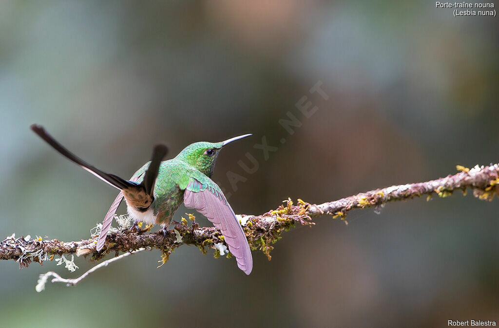 Green-tailed Trainbearer