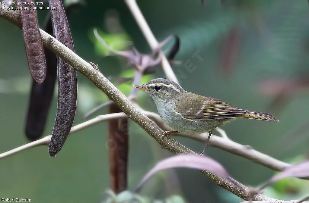 Pouillot à deux barres