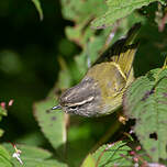 Pouillot à face grise