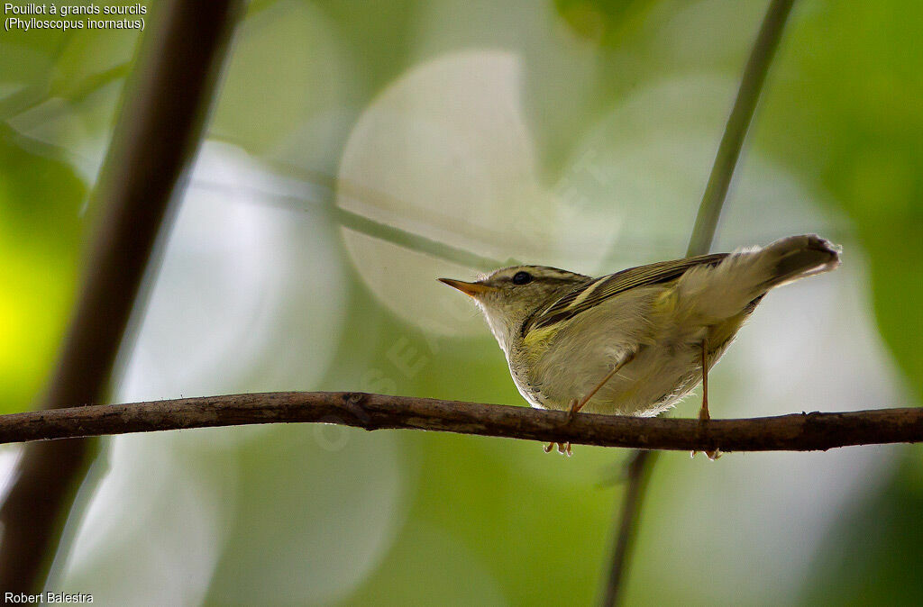 Yellow-browed Warbler