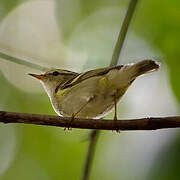 Yellow-browed Warbler