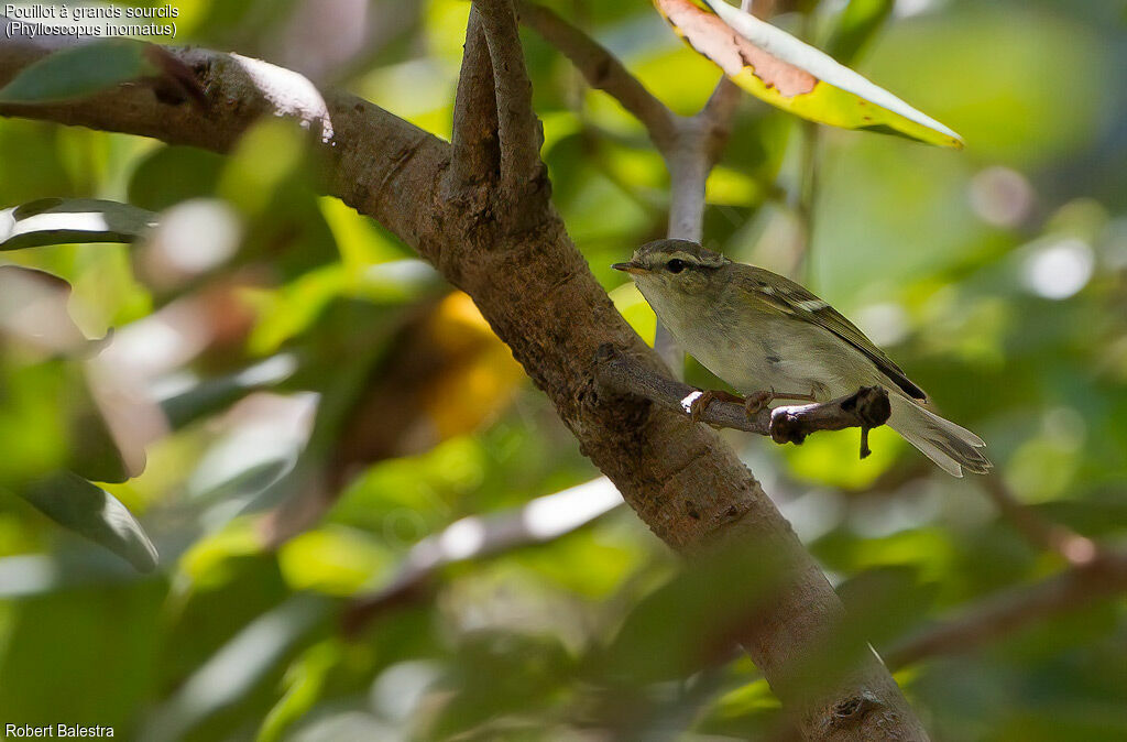 Yellow-browed Warbler