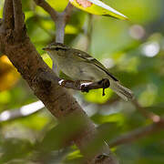 Yellow-browed Warbler