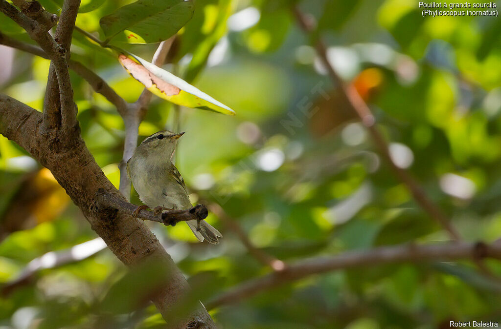 Yellow-browed Warbler