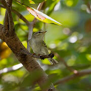 Yellow-browed Warbler