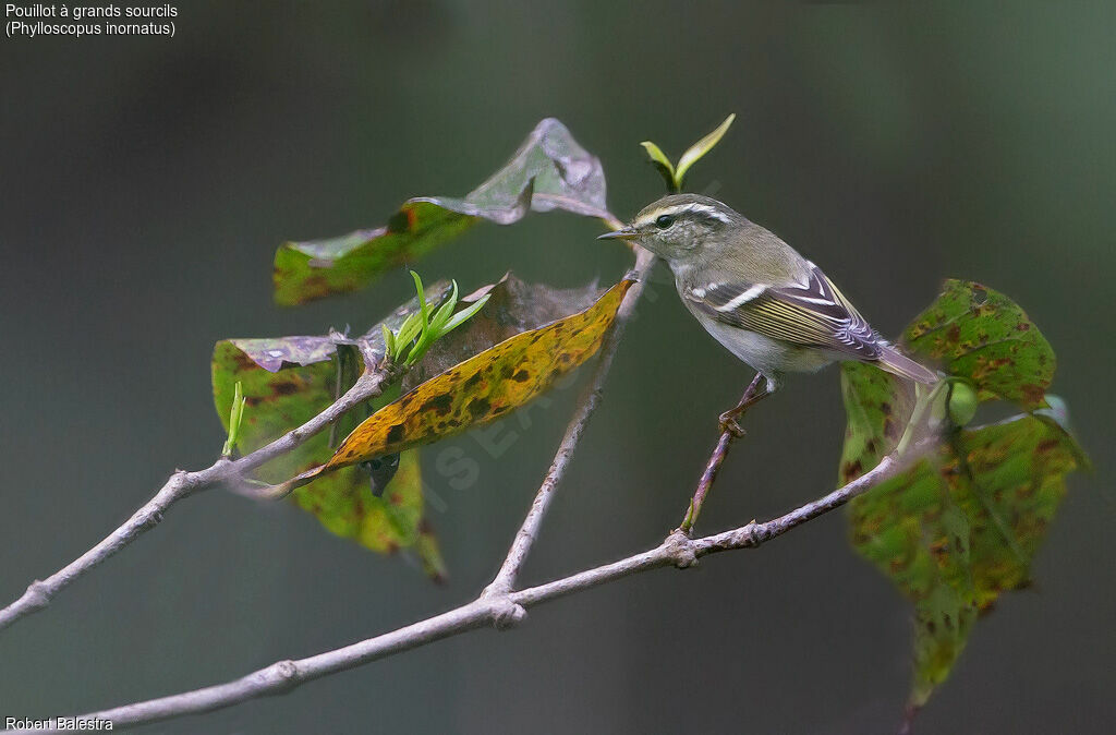 Yellow-browed Warbler