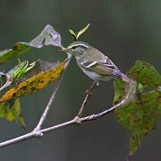 Yellow-browed Warbler