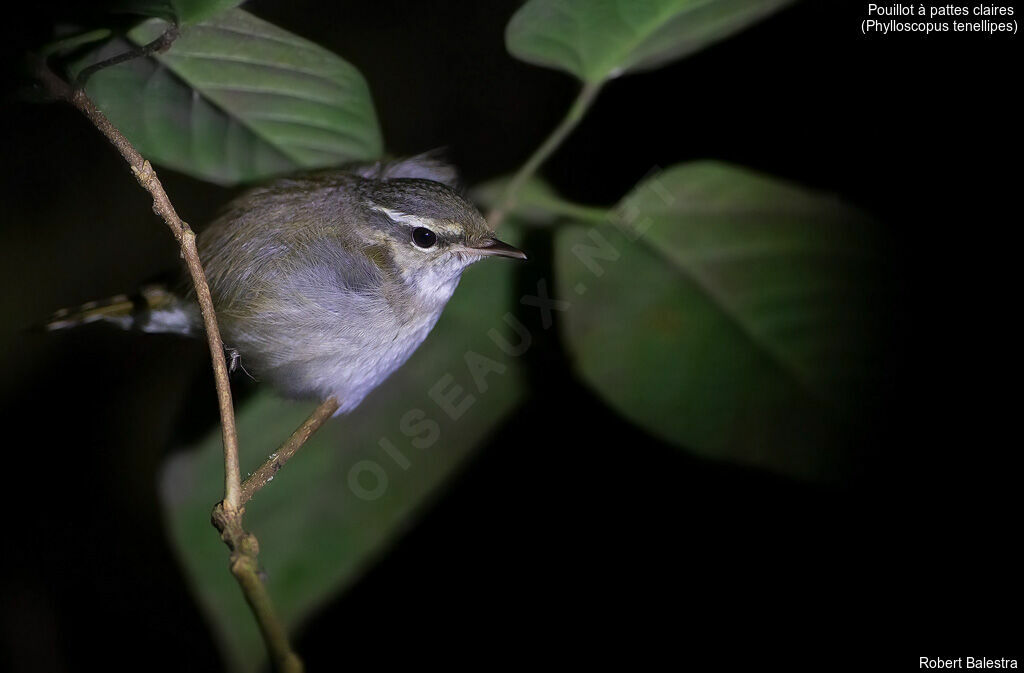 Pale-legged Leaf Warbler