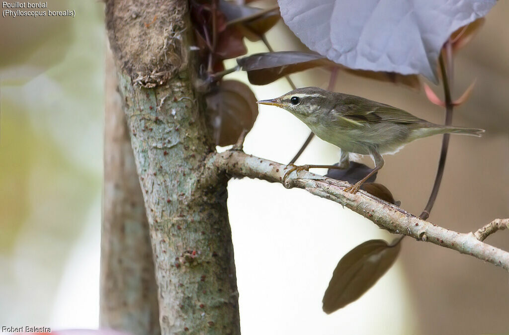 Arctic Warbler