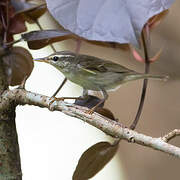 Arctic Warbler