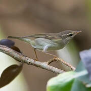 Arctic Warbler