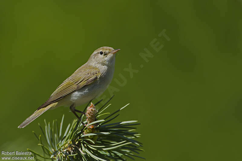 Western Bonelli's Warbleradult