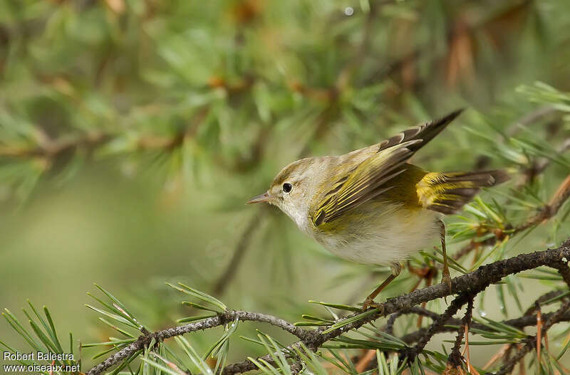 Western Bonelli's Warbleradult, pigmentation