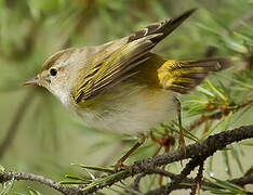 Western Bonelli's Warbler