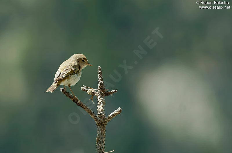 Western Bonelli's Warbler male adult