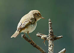 Western Bonelli's Warbler