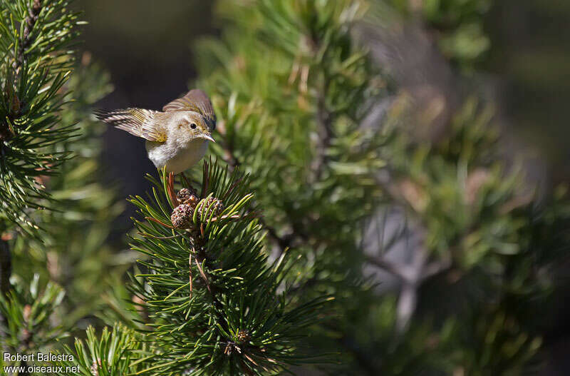 Western Bonelli's Warbleradult, habitat, Behaviour