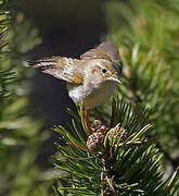 Western Bonelli's Warbler