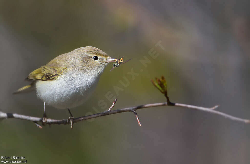 Western Bonelli's Warbleradult, feeding habits