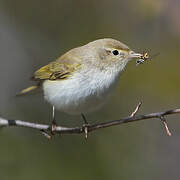 Western Bonelli's Warbler