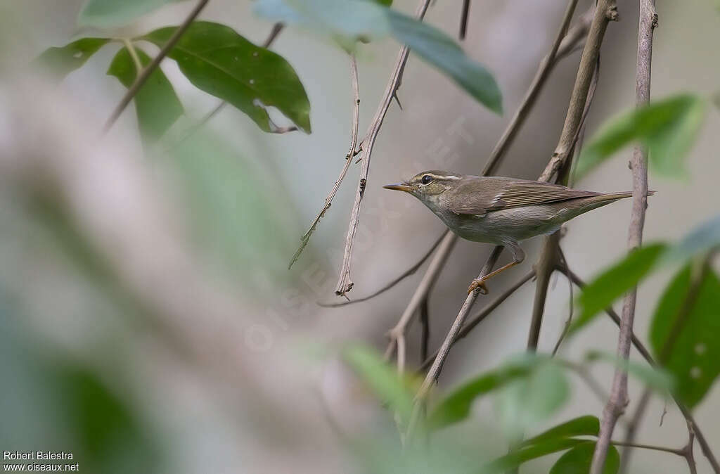 Eastern Crowned Warbler, habitat, pigmentation