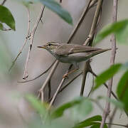 Eastern Crowned Warbler