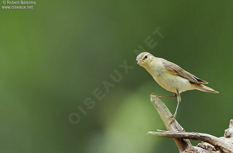 Willow Warbler