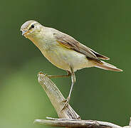 Willow Warbler