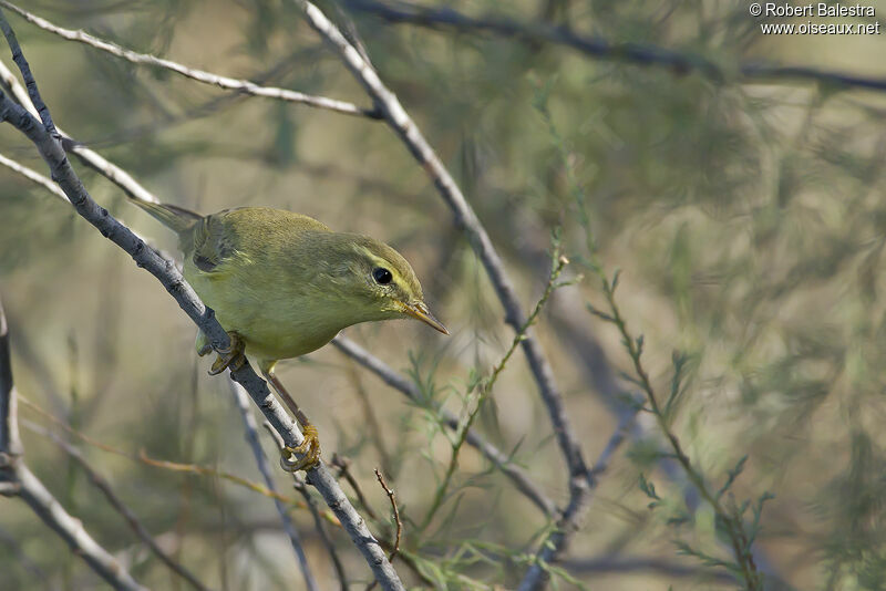 Willow Warbler