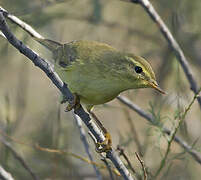 Willow Warbler