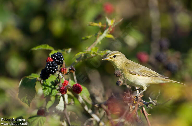 Willow Warblerjuvenile, identification