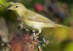 Willow Warbler