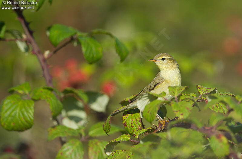 Willow Warbler