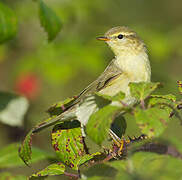 Willow Warbler