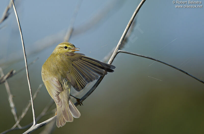 Willow Warbler